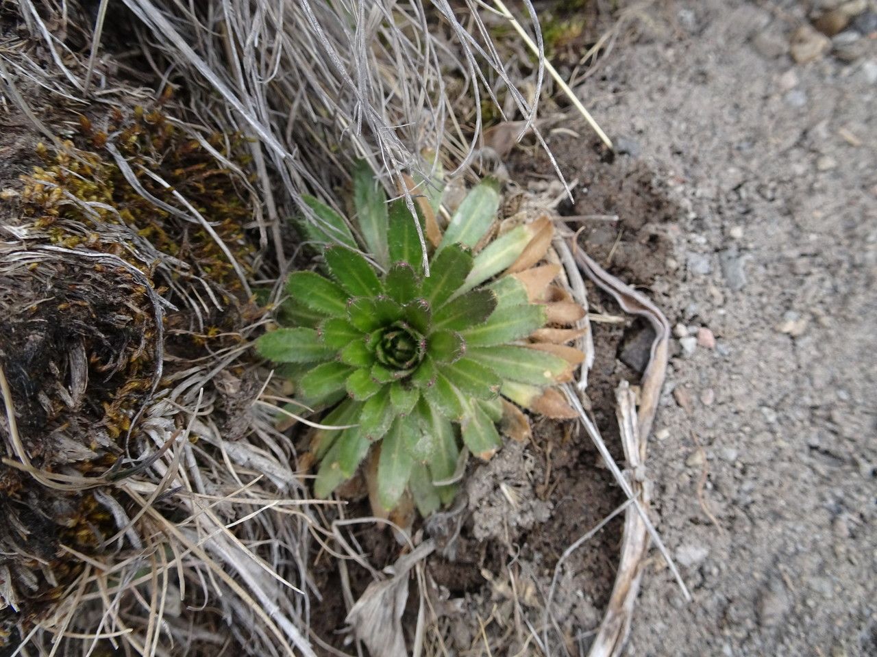 Draba jorullensis — houseplant care guide
