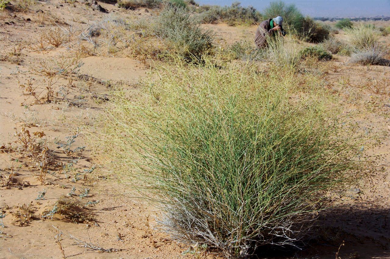 Deverra scoparia leaf