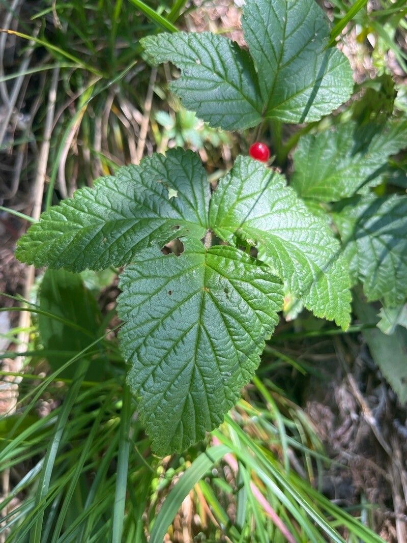 Rubus saxatilis leaf