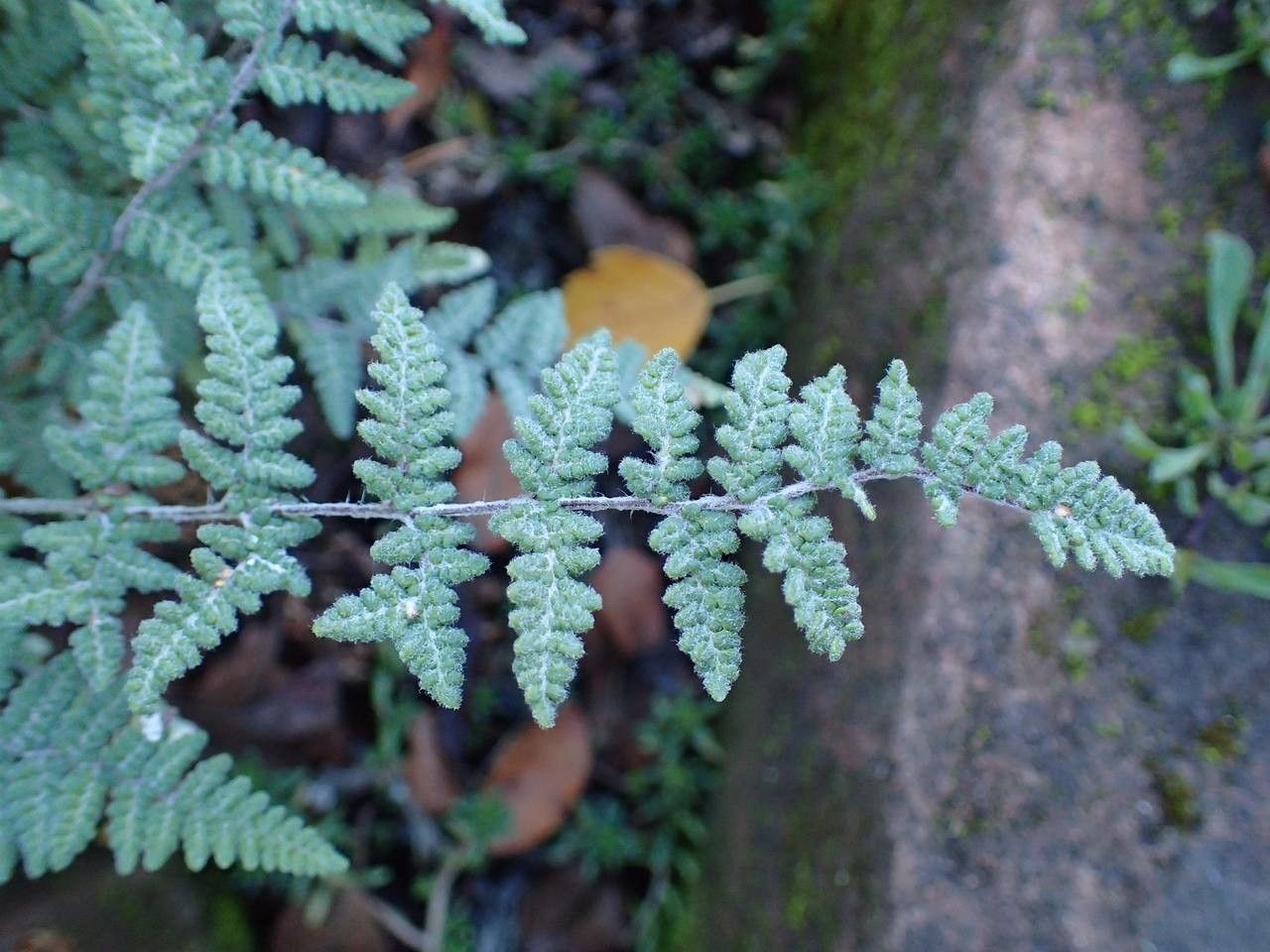 Cheilanthes lanosa habit