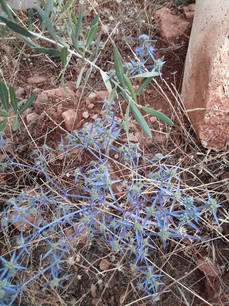 Eryngium triquetrum flower
