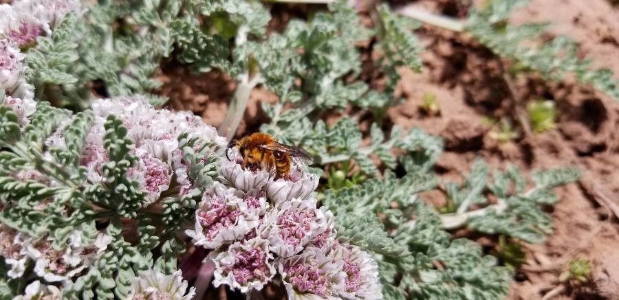 Cymopterus purpurascens flower