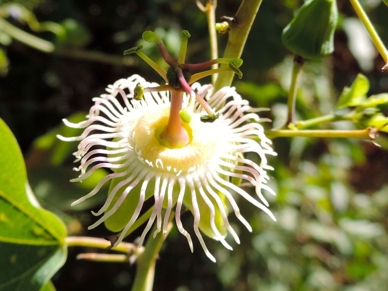 Passiflora mexicana — search result for 'Passiflora'