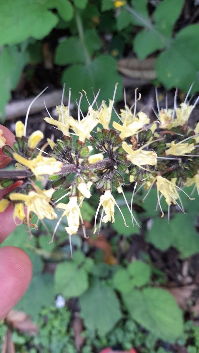 Salvia meiliensis flower