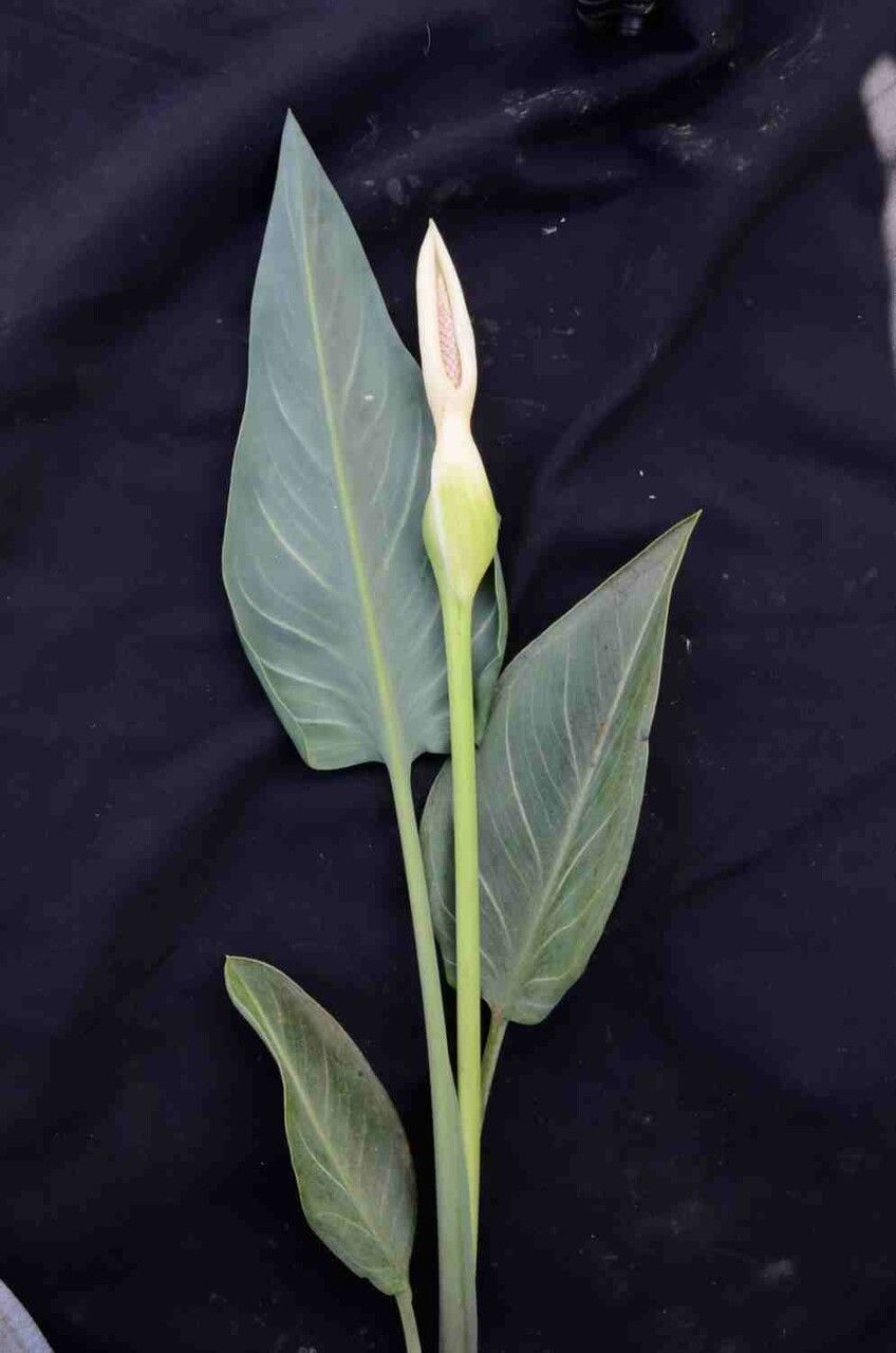 Xanthosoma striatipes flower