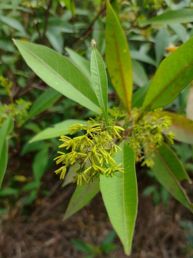 Dodonaea triquetra — clay tolerant houseplant