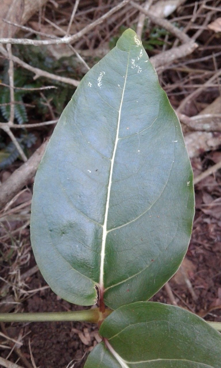 Polyscias madagascariensis leaf