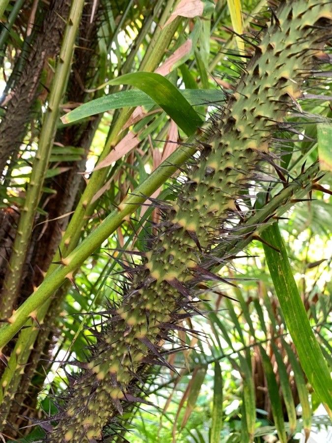 Calamus oblongus — houseplant care guide