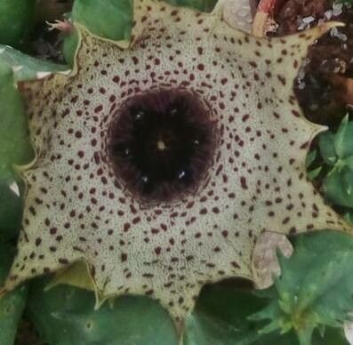 Huernia kirkii — search result for 'Huernia'