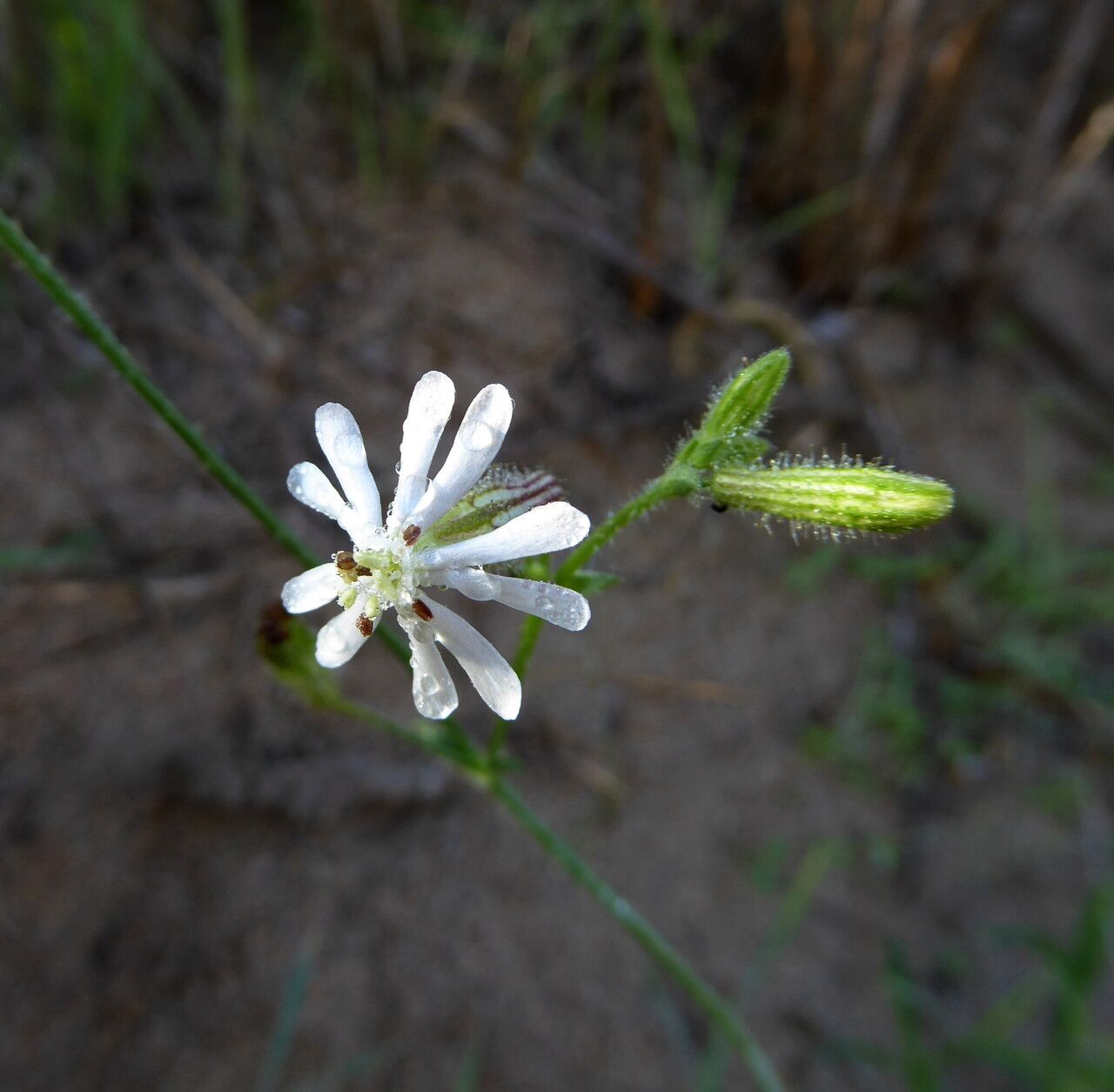 Silene nicaeensis flower