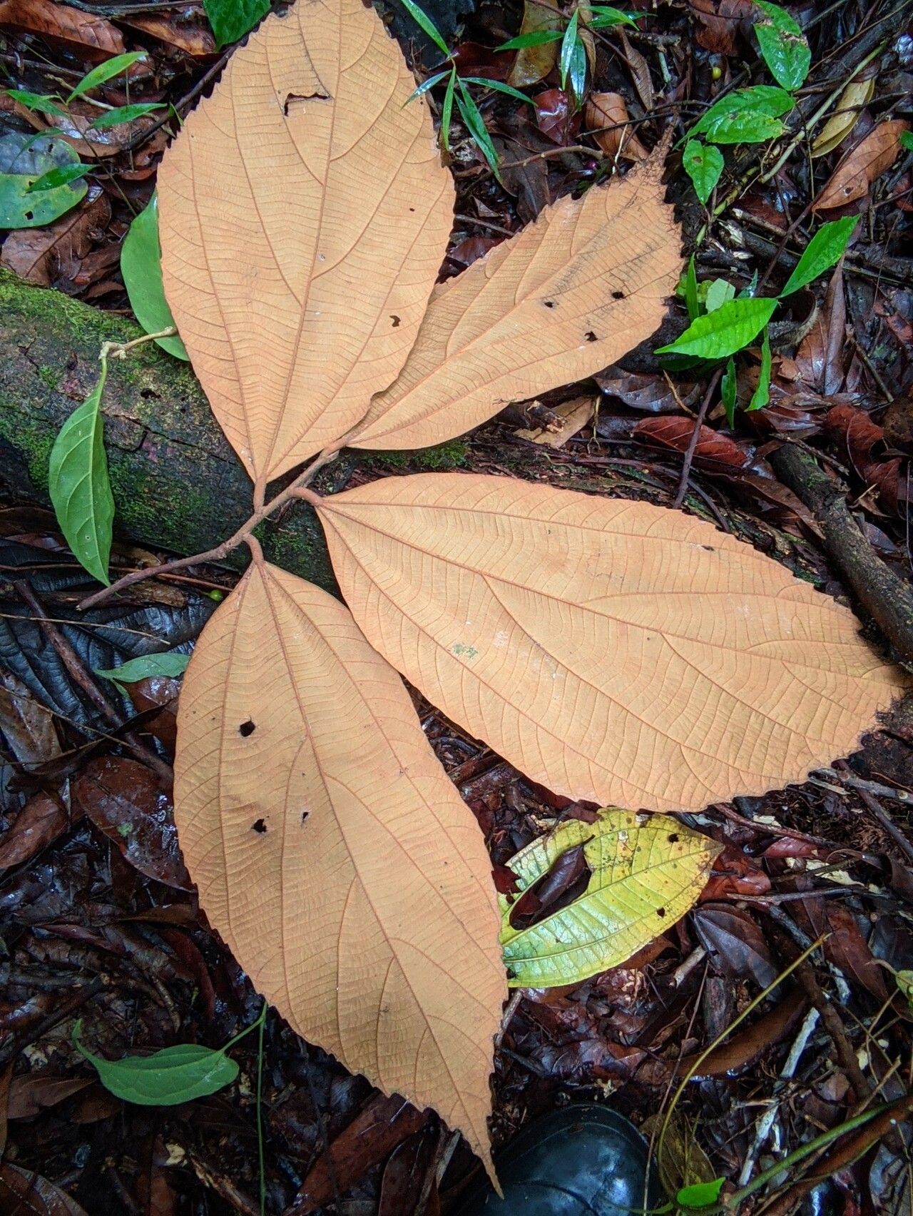 Luehea cymulosa leaf