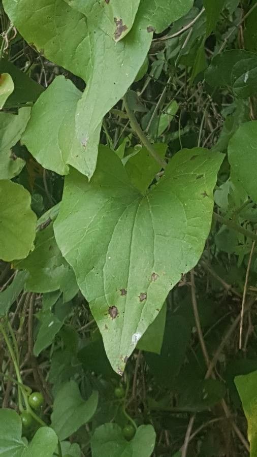 Tamus communis — search result for 'Dioscorea'