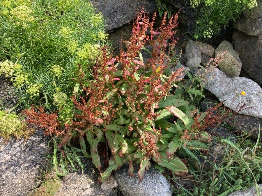 Rumex rupestris flower