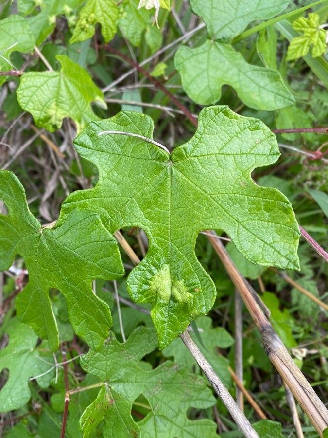 Vitis mustangensis leaf