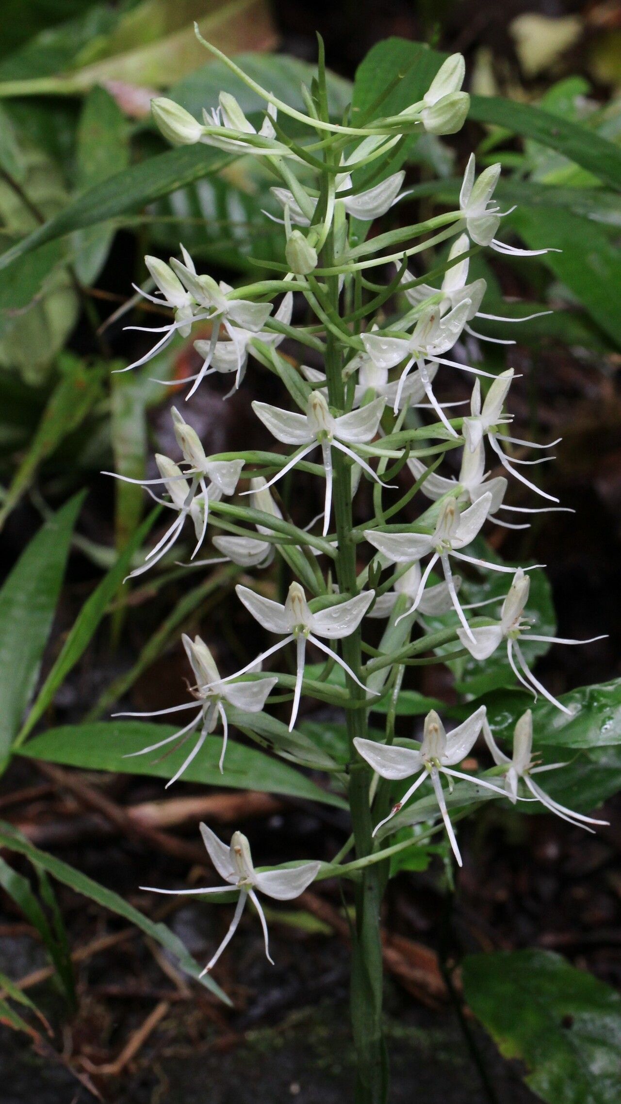 Habenaria batesii flower