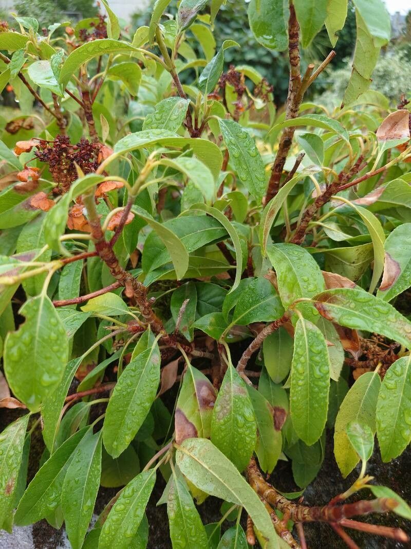 Hydrangea seemannii — search result for 'Hydrangea'