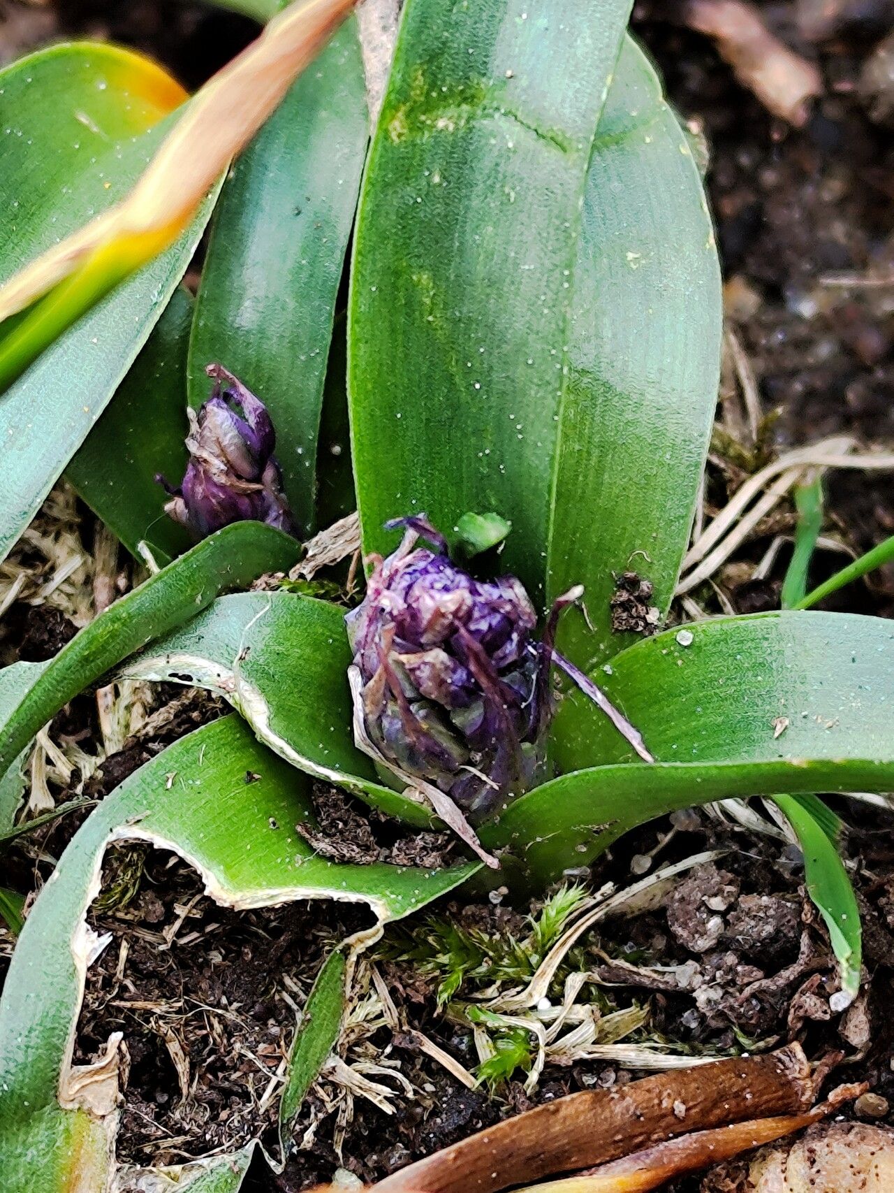 Scilla buekkensis — houseplant care guide
