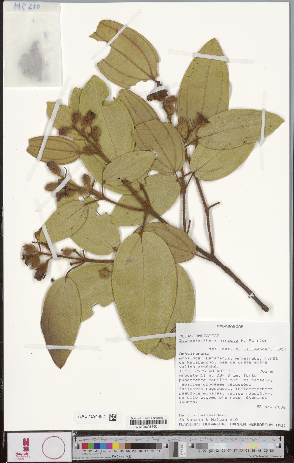 Dichaetanthera hirsuta — houseplant care guide