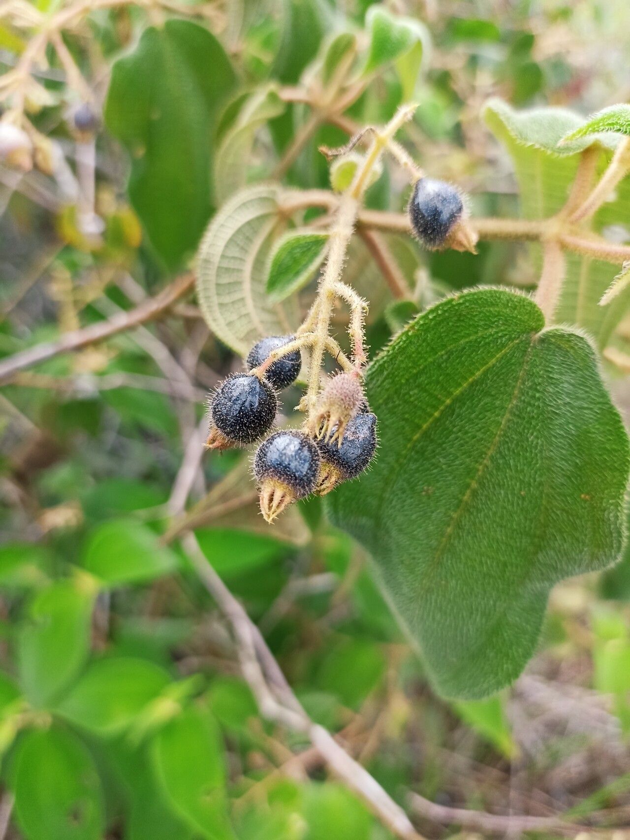 Miconia bullatifolia fruit