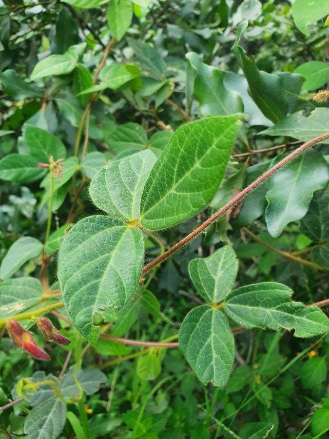 Rhynchosia usambarensis — houseplant care guide