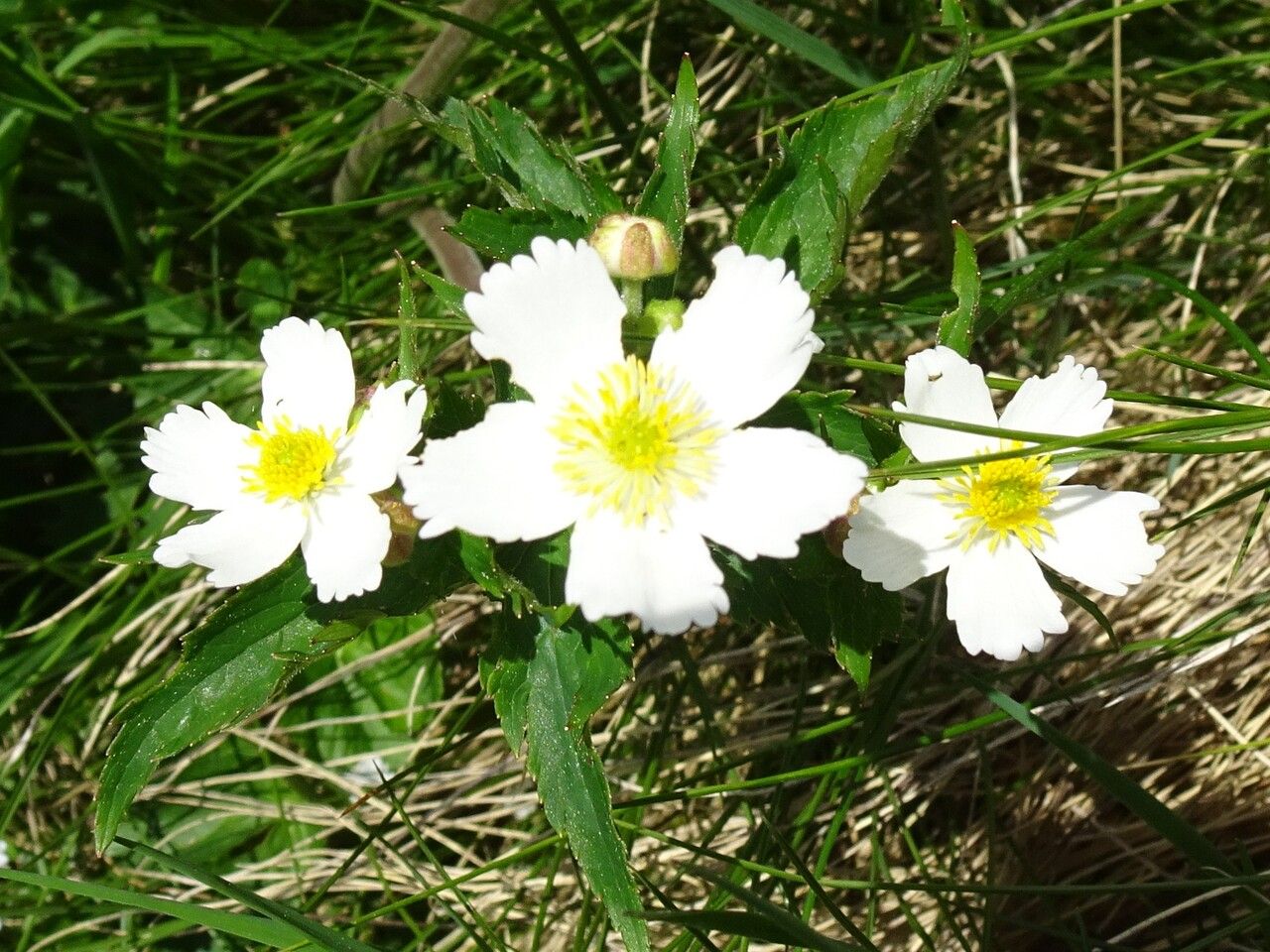 Ranunculus aconitifolius flower