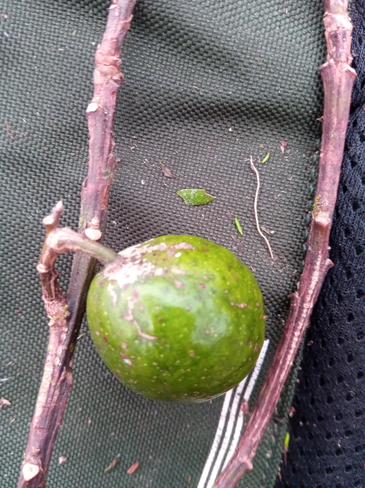 Elaeocarpus corallococcus fruit