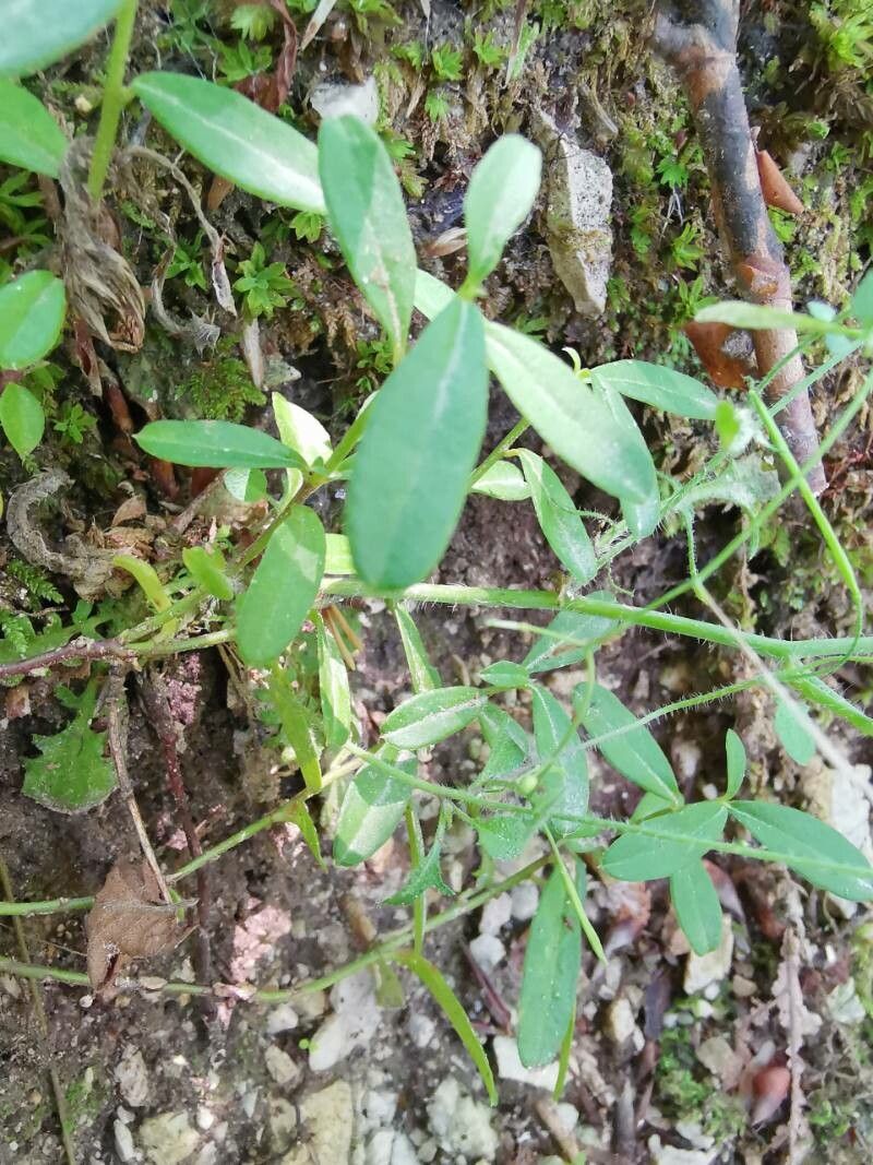 Arabidopsis halleri leaf