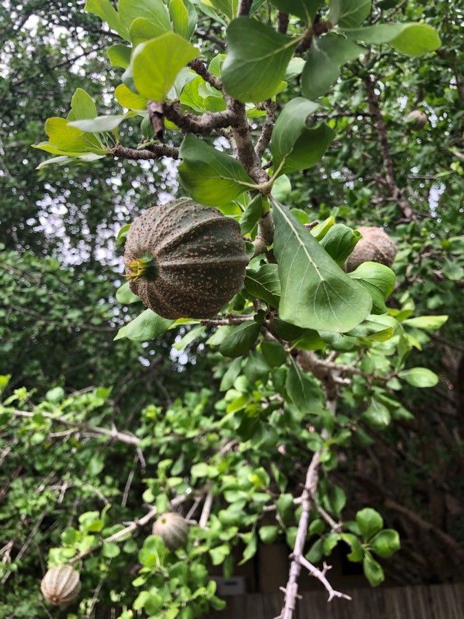 Gardenia volkensii fruit