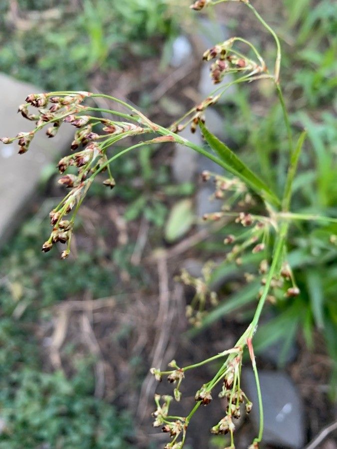 Juncus pygmaeus flower