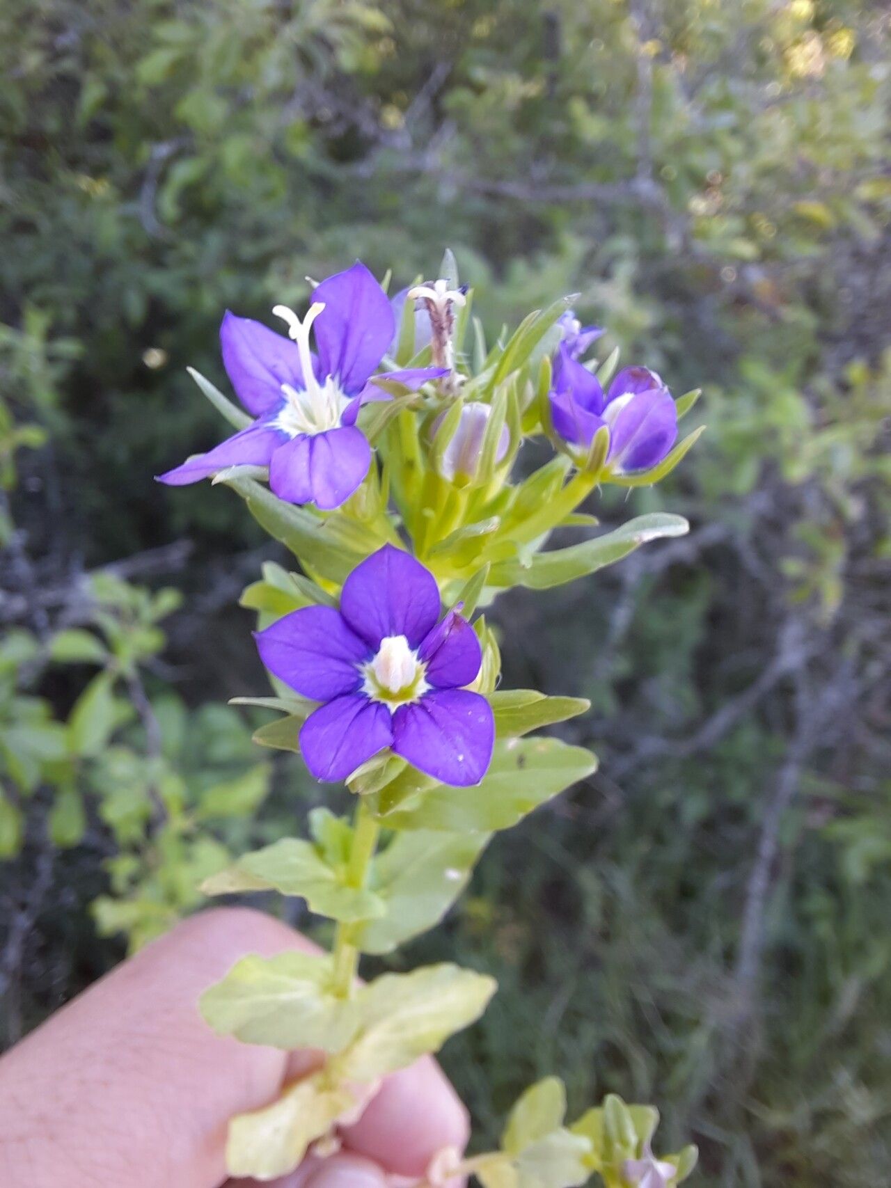 Legousia speculum-veneris flower