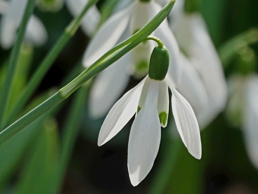 Galanthus alpinus flower