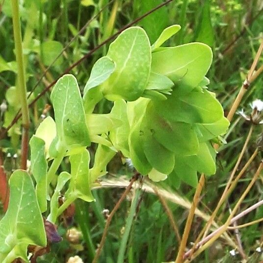 Cerinthe glabra leaf