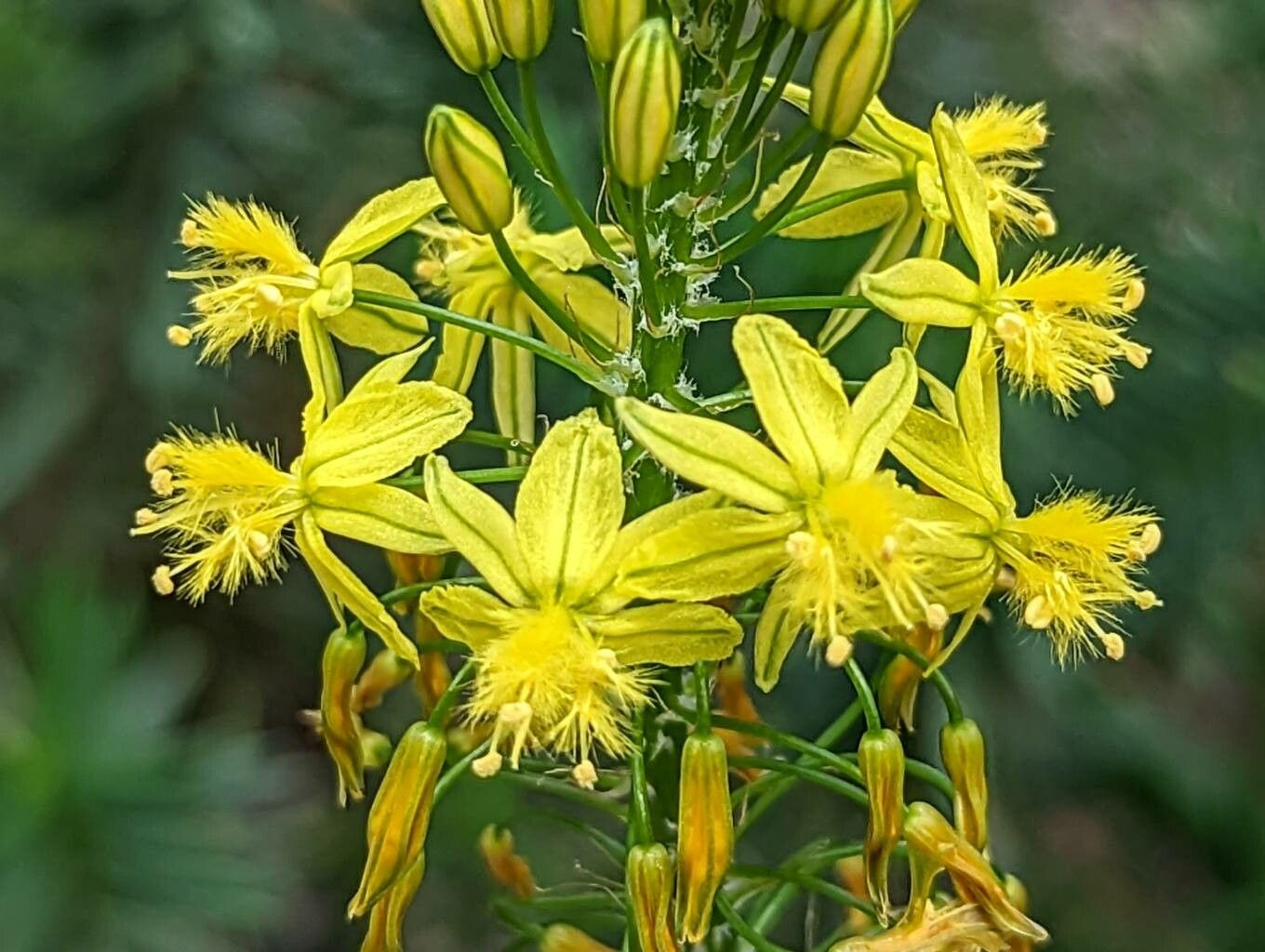 Bulbine asphodeloides flower