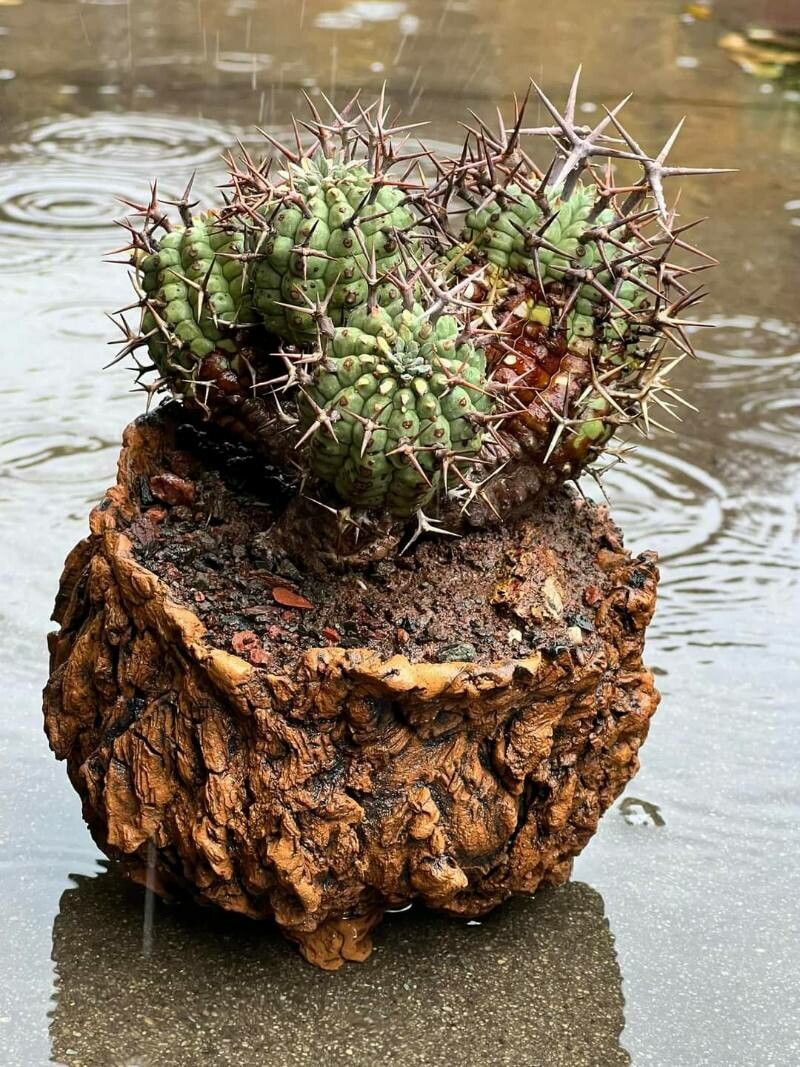 Euphorbia stellispina leaf
