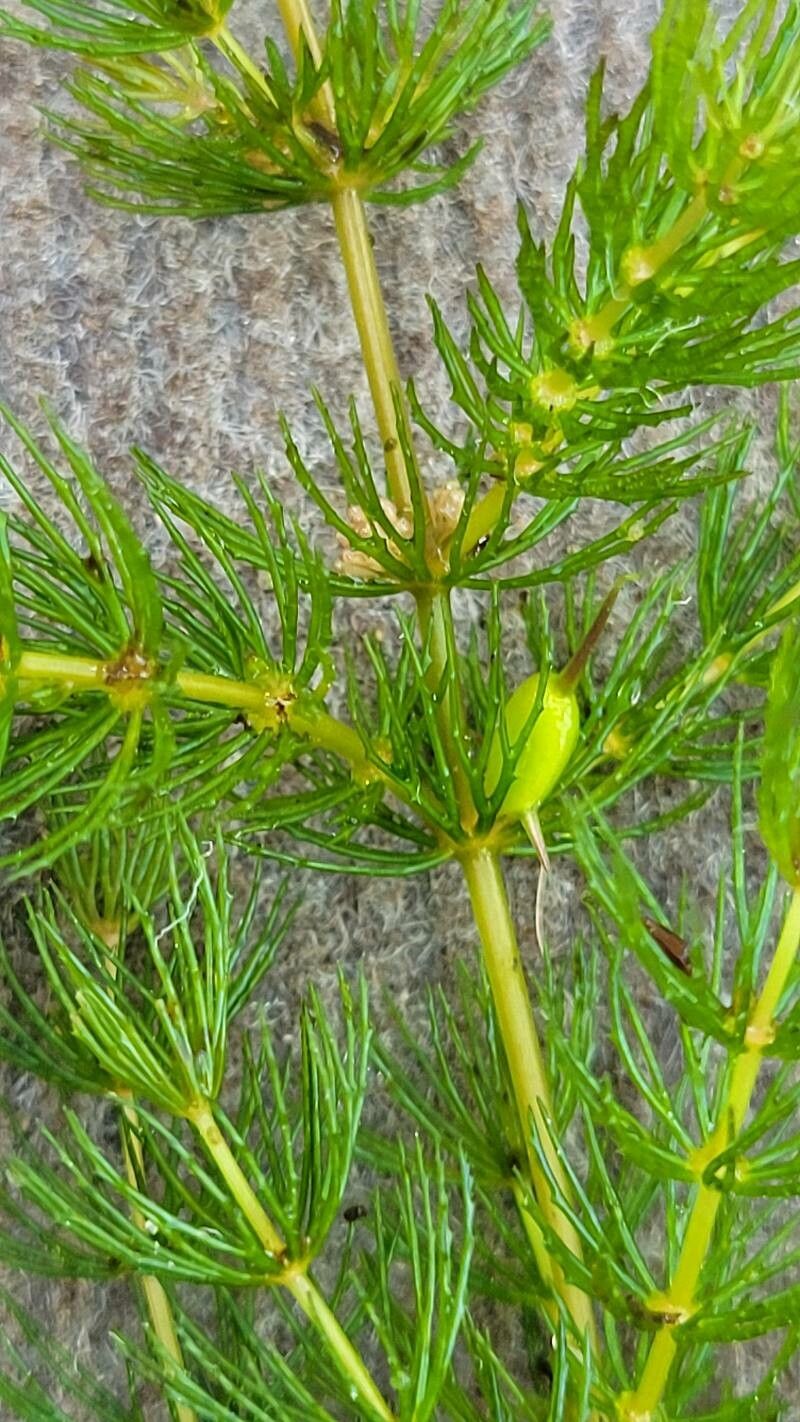 Ceratophyllum demersum fruit