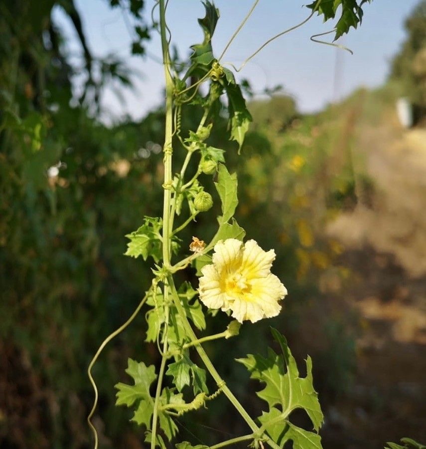 Momordica balsamina flower
