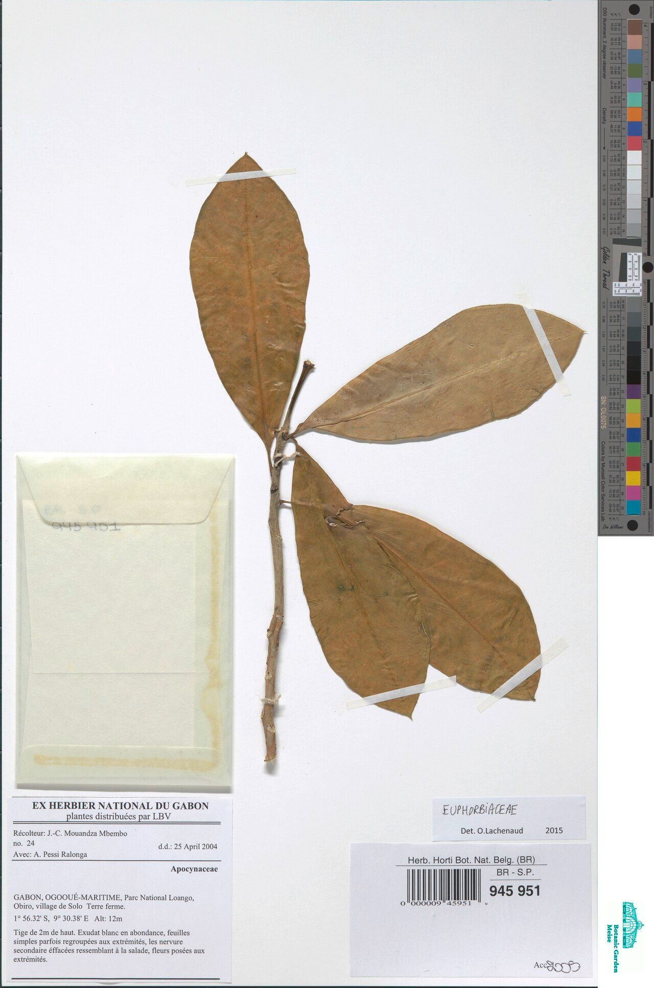 Euphorbia cervicornu — houseplant care guide