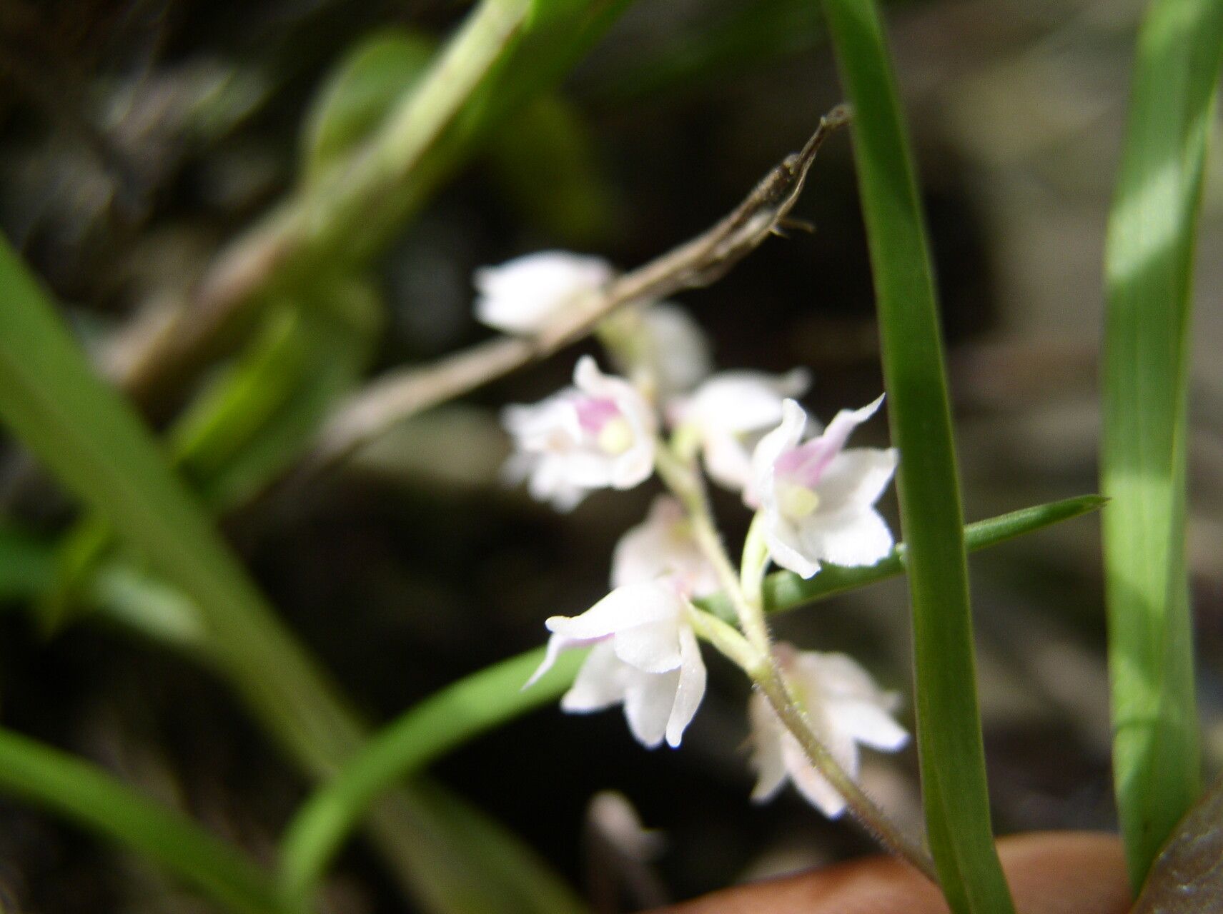 Polystachya calluniflora — houseplant care guide