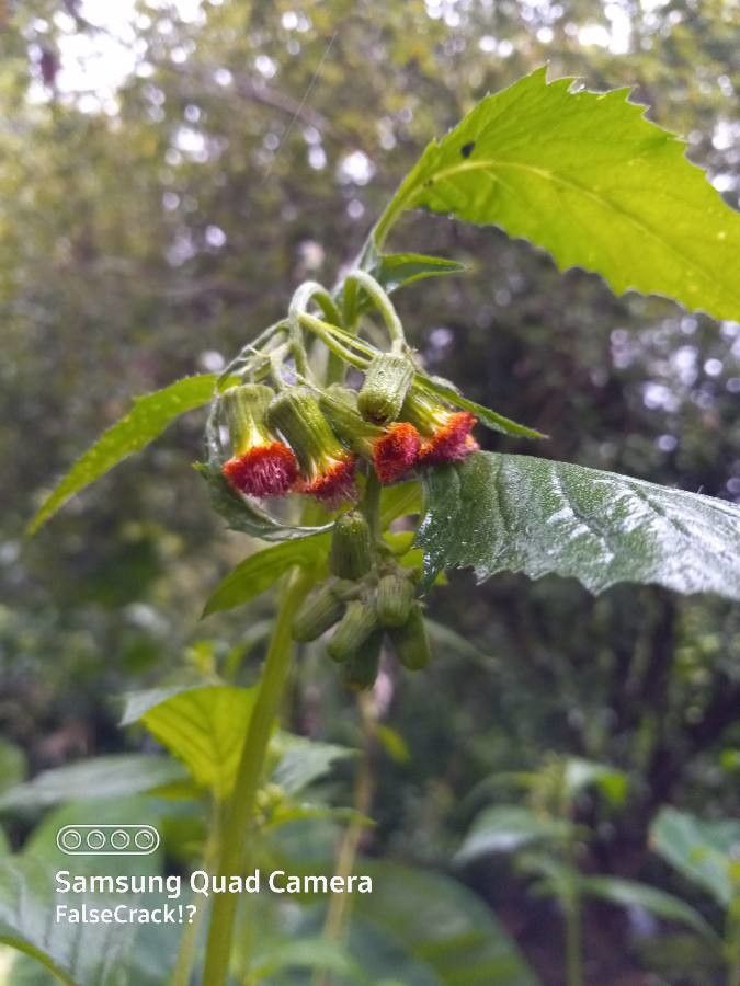 Crassocephalum crepidioides flower