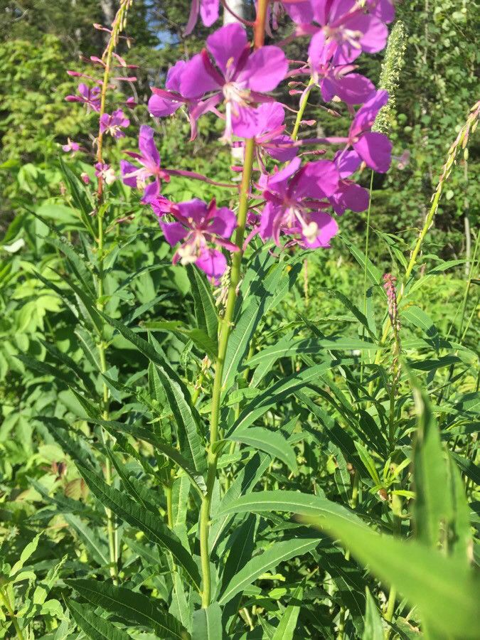 Chamerion angustifolium
