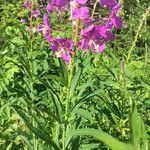 Chamerion angustifolium