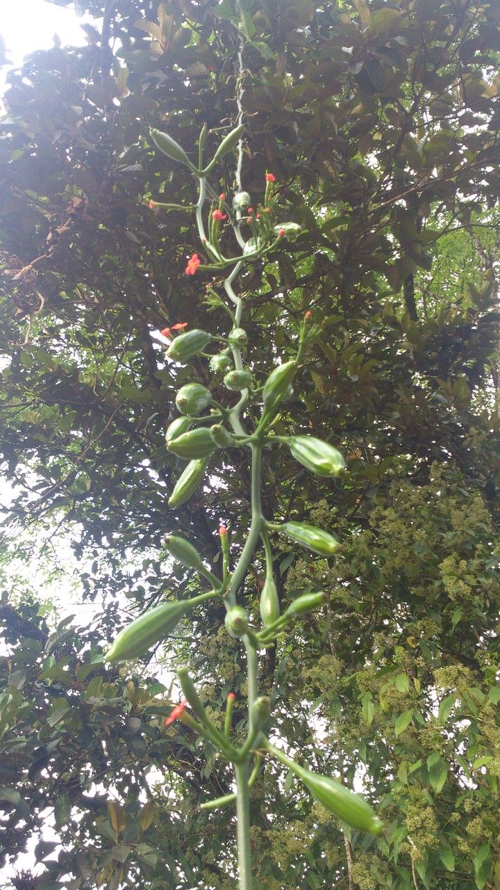 Psiguria warscewiczii fruit