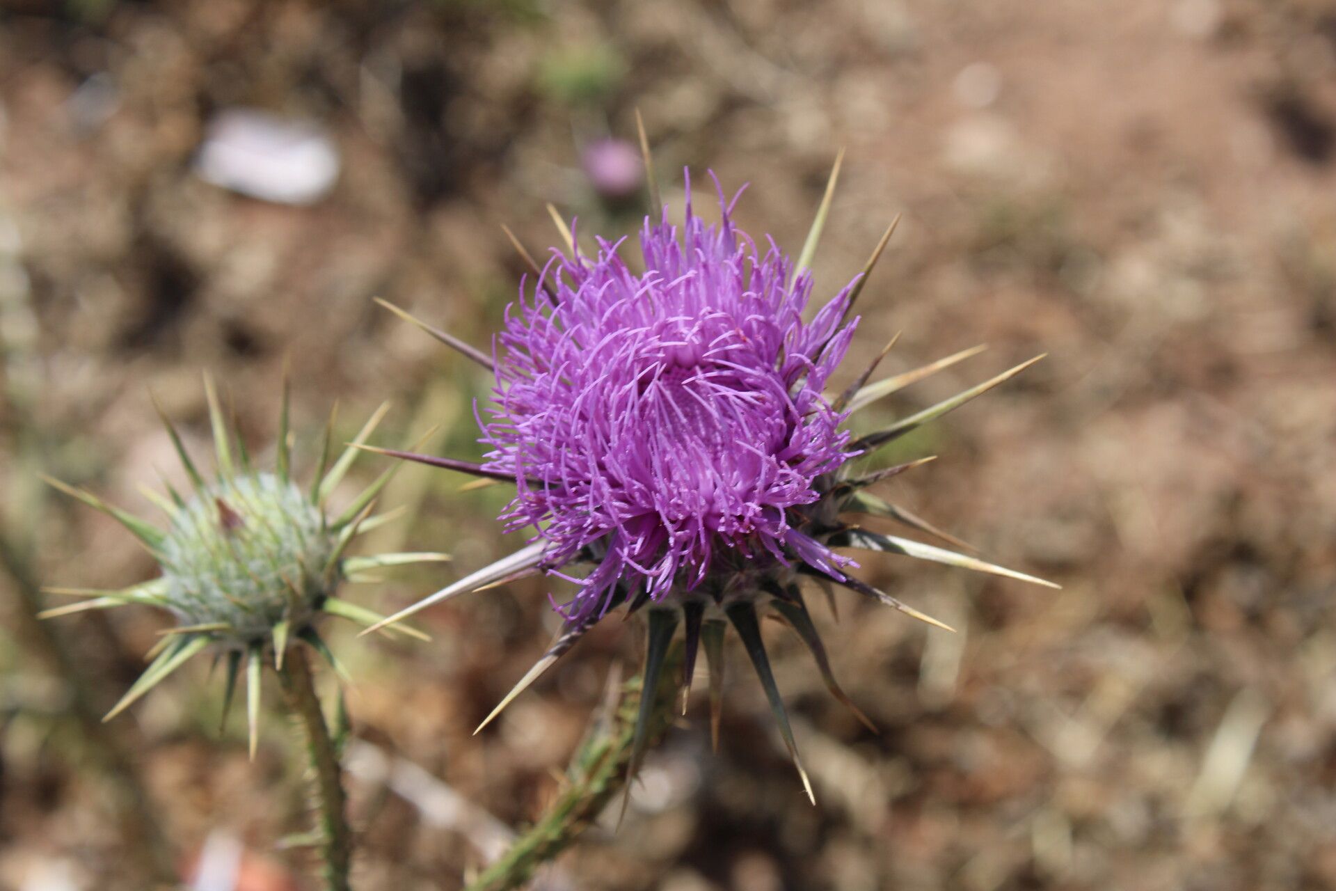 Onopordum dissectum flower