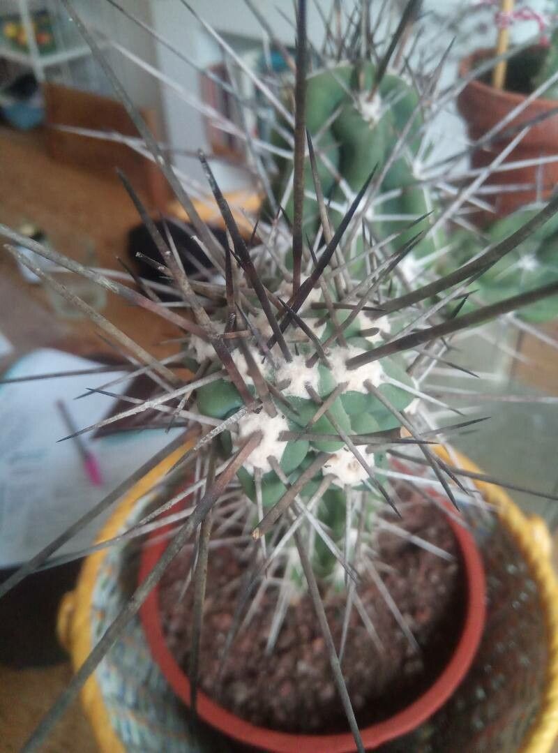 Stetsonia coryne bark