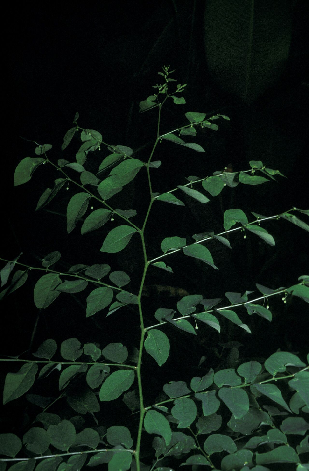 Phyllanthus brasiliensis — houseplant care guide