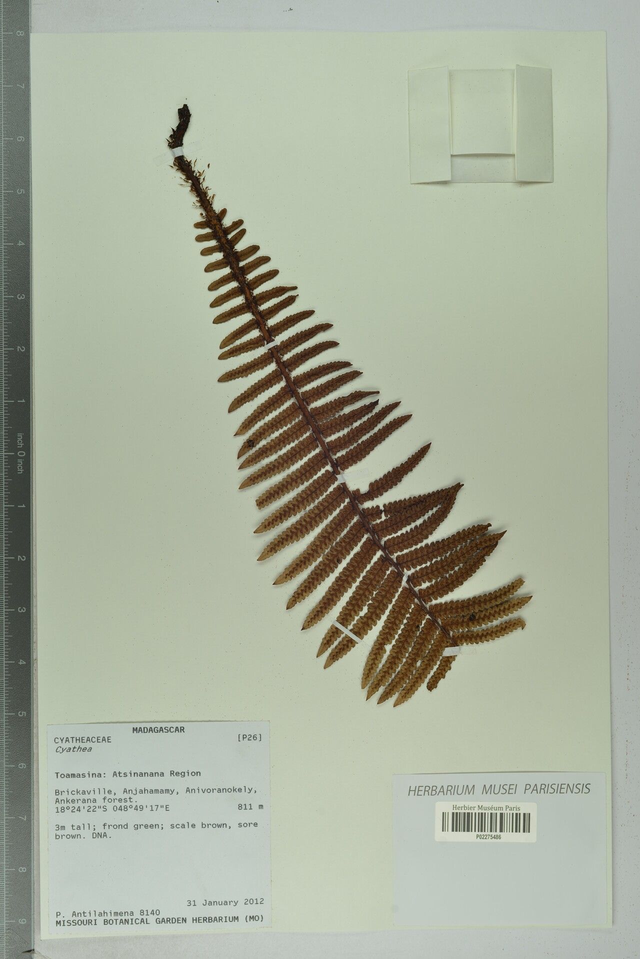 Alsophila longipinnata — houseplant care guide