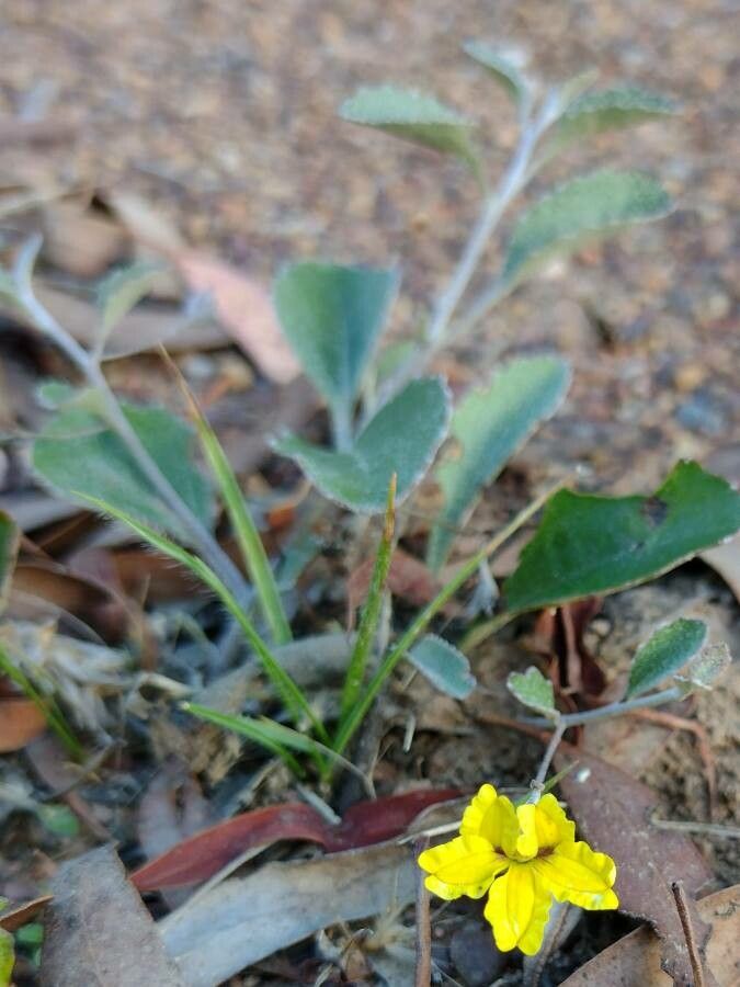 Goodenia hederacea habit