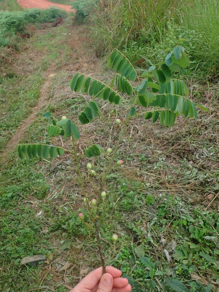 Rourea cassioides — houseplant care guide