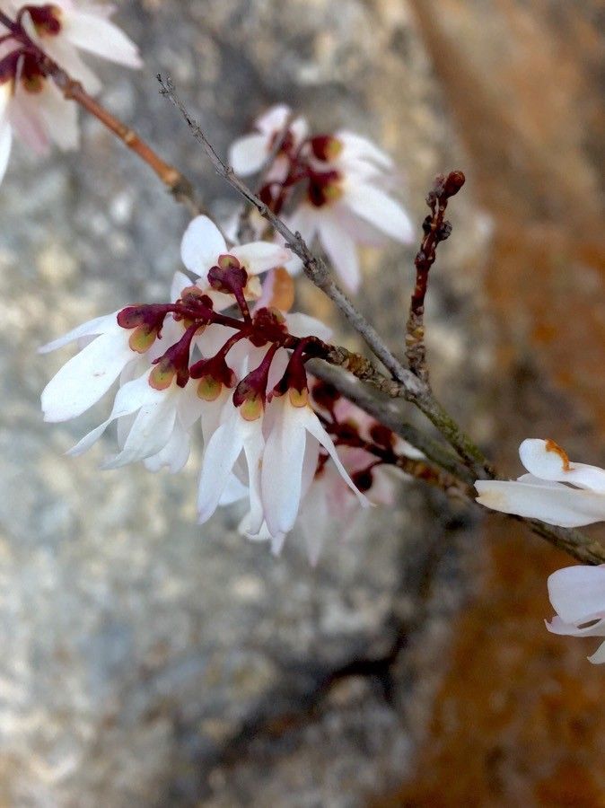 Abeliophyllum distichum flower
