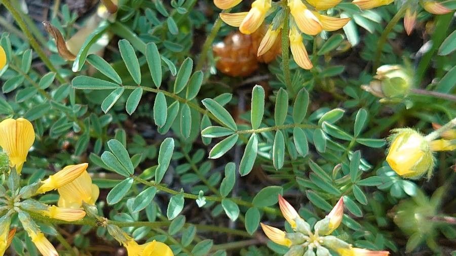 Hippocrepis comosa leaf